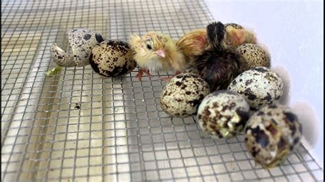 Coturnix Quail Hatching In Incubator Youtube