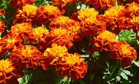 Can Marigolds Ward Off Garden Pests? 4 Amazing Benefits Having ...