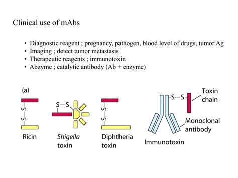 PPT Ch4 Antibody Structure And The Generation Of B Cell Diversity