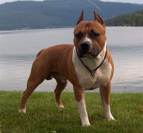 Are American Staffordshire Terriers The Same As Pit Bulls