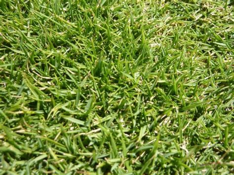 St Augustine Vs Zoysia Grass Which Is Best And Why