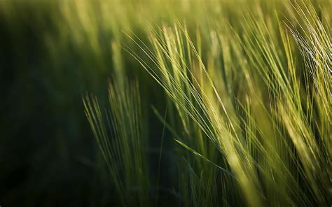 Barley Plants Farming Grass Field Nature Hd Wallpaper Rare Gallery