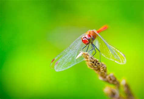 Canon Macro Photography: Canon 100mm f/2.8 L IS Macro - Photos & Videos ...