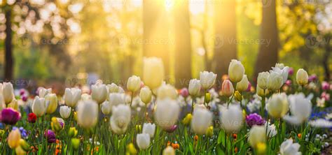 Beautiful bouquet panorama of red white and pink tulips in spring nature for card design and web ...