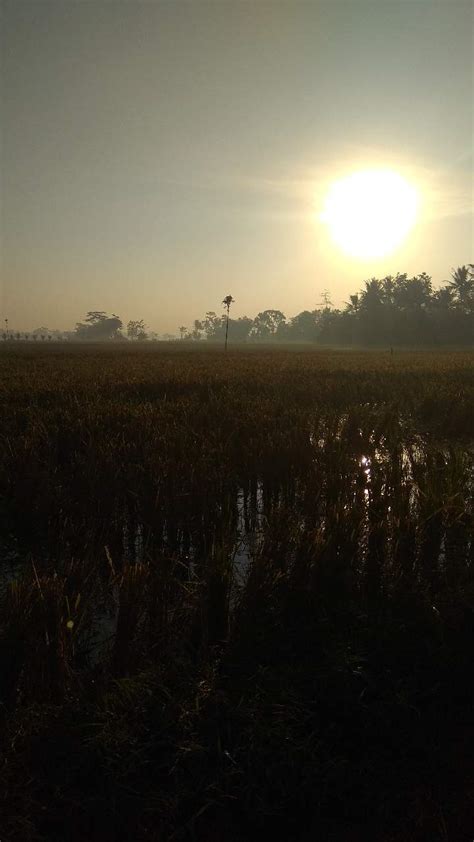 Gambar Pemandangan Sawah Di Pagi Hari - Renunganku