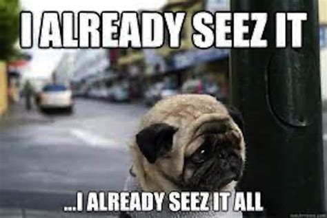 Pug Memes 101:Unleashing Cuteness And Humour In One Go!