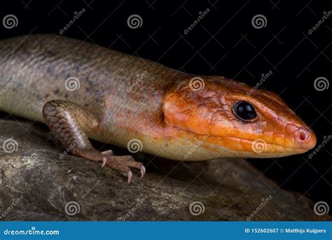 Broadhead Skink Plestiodon Laticeps Stock Image - Image of reptile, wildlife: 152602607