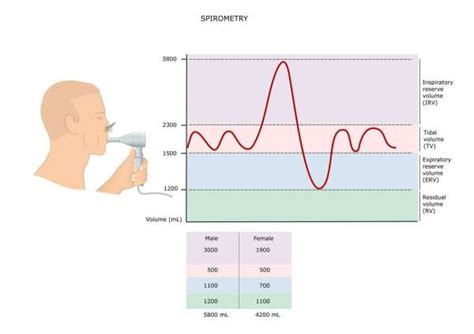 How do you calculate lung volume? | Trifocus Fitness Academy