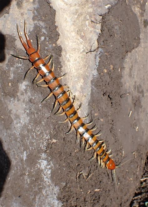 Caribbean Giant Centipede From Altamira Puerto Plata Dominican