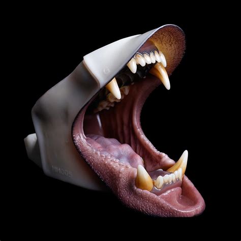 Grizzly Bear Jaw