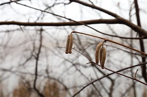 White Birch Seeds Stock Photo - Download Image Now - Allergy, Autumn, Betula pendula - iStock