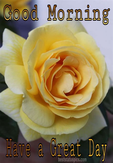 Beautiful Good Morning Yellow Rose Images Hd Best Status Pics