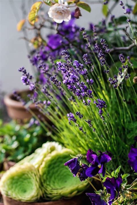 How to Make an Aromatherapy Garden | PS Home