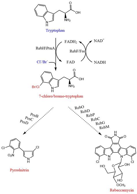 Frontiers Expanding The Application Of Tryptophan Industrial