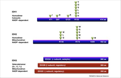 Glioma: Idh Mutation Glioma