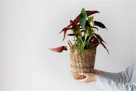 Come Prendersi Cura Della Begonia Maculata