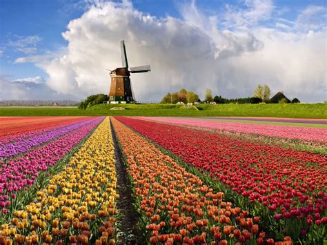 Campos De Flores Na Holanda Arquidicas