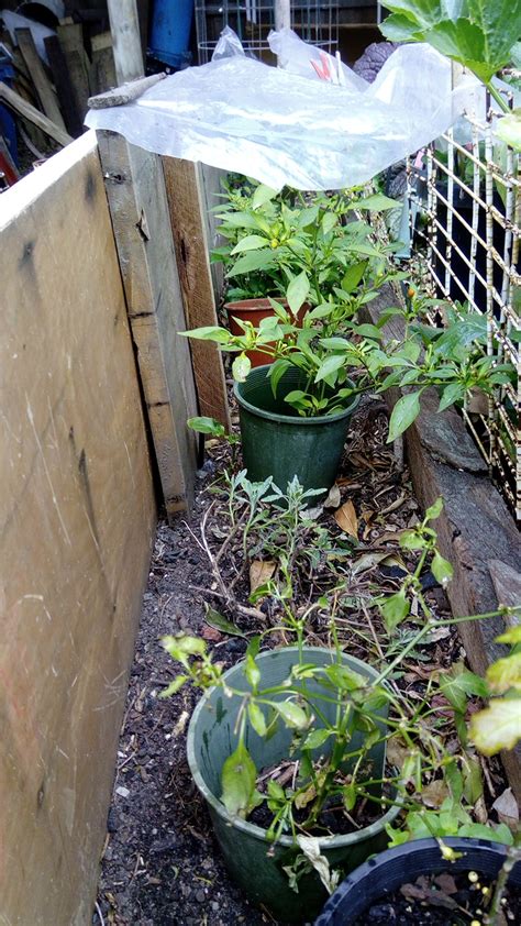 Solved: Growing and caring for chilli plants | Bunnings Workshop community