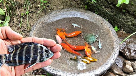 Wadidaw Dapat Ikan Cupang Warna Warni Ikan Molly Balon Lucu Ikan Mas