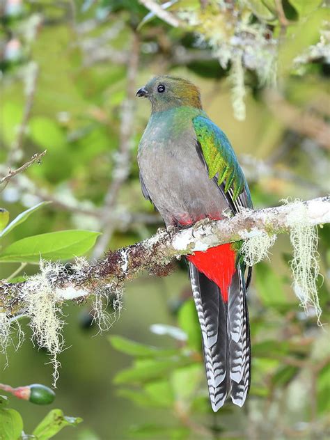 Resplendent quetzal female Photograph by Alex Nikitsin