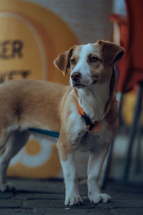 Hvilken hundesele skal jeg vælge til min hund Everneed Indhold