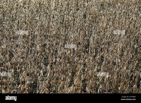 soybean crop detail stock photo alamy
