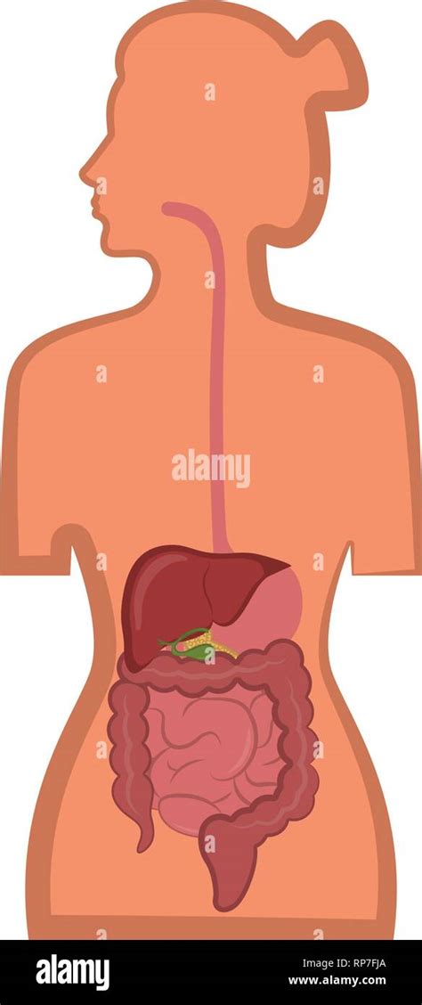 Descarga Vector De Plantilla De Infografia Del Cuerpo Del Sistema