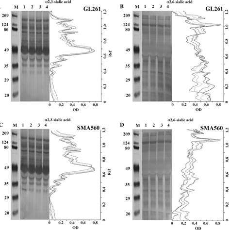 Detection of neuraminidase activity using the Amplex Red Neuraminidase ...