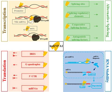 Frontiers HnRNP A1 In RNA Metabolism Regulation And As A Potential