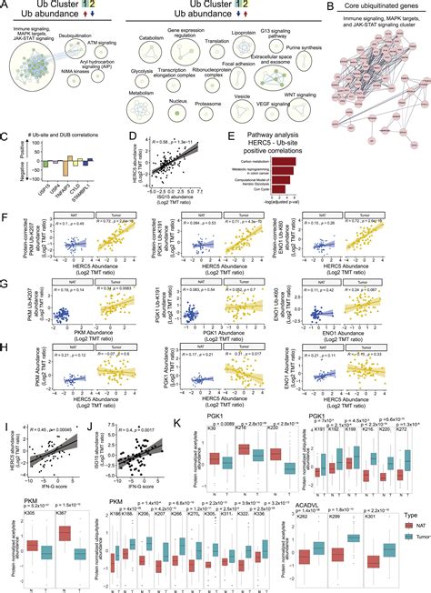 A Proteogenomic Portrait Of Lung Squamous Cell Carcinoma Cell