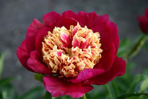 Sword Dance – Parkland Peonies