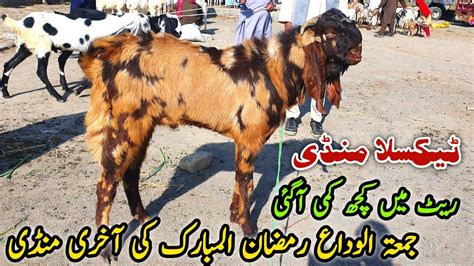 Friday Taxila Bakra Mandi Latest Update 5 April 2024 Qurbani Bakra