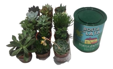 Mini Suculentas Naturais Kit Adubo Bosta Em Lata