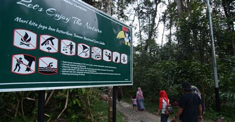 Ciri Ciri Hutan Hujan Tropis Jenis Flora Fauna Dan Manfaatnya