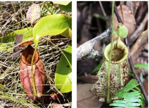 Keanekaragaman Kantong Semar Nepenthes Spp Di Pulau Batam Diversity