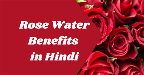 गुलाब जल के फायदे Benefits Of Rose Water In Hindi Dainandinnews