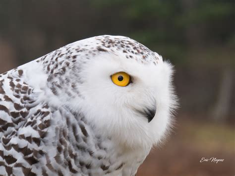 Owl: Snowy Owl Closeup Digital Download - Etsy