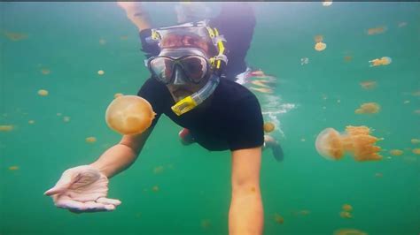 STINGLESS JELLYFISH KAKABAN LAKE DERAWAN TRIP YouTube