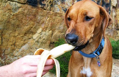 Can Dogs Eat Banana Splits Dog Breeders Guide