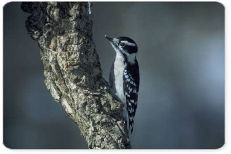 Downy Woodpecker