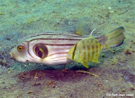 Carangoides armatus, Lembeh Strait, Sulawesi, Indonesia