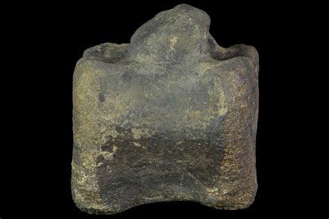 2.8" Hadrosaur (Duck-Billed Dinosaur) Vertebrae - With Stand (#85284 ...