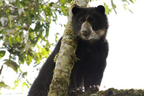 5 especies de animales en peligro de extinción en Colombia