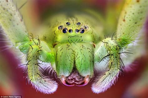 Bugs Eyes Close Up Photographs Show Amazing Detail Of How They See The