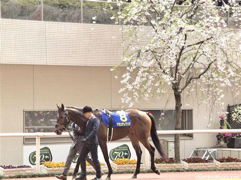 【g1】桜花賞 追い切り評価 ペリファーニア動き負けてない 騎手になりたかった男による馬体考察と追い切りと競馬予想