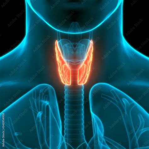 Thyroid Gland Anatomy