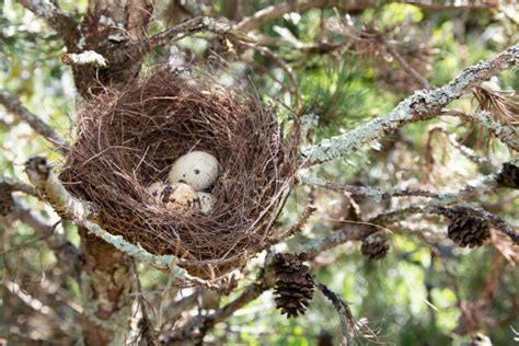 Nid D Oiseau Sur L Arbre Dans Le Jardin Image Stock Image Du Habitat