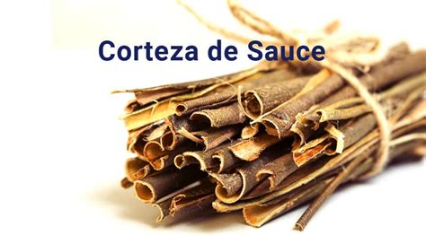 Propiedades De Corteza De Sauce Beneficios Y Precauciones