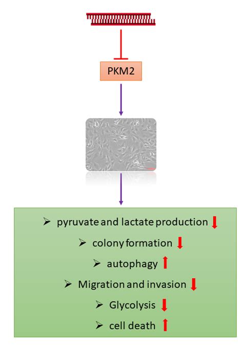 Ijms Free Full Text Knockdown Of Pyruvate Kinase M2 Inhibits Cell