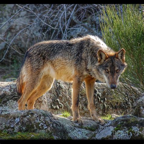 Iberian Wildlife | Tombouctou